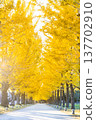 Ginkgo aki 137702910