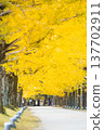 Ginkgo aki 137702911