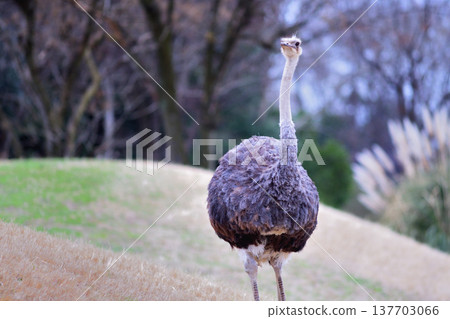 遠處，鴕鳥們期盼著春天的到來。 137703066