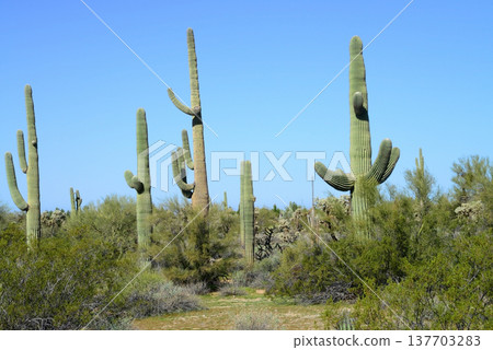 Central and Bleak Sonora Desert Arizona Central and Bleak Sonora Desert Arizona 137703283