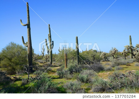 Central and Bleak Sonora Desert Arizona Central and Bleak Sonora Desert Arizona 137703284