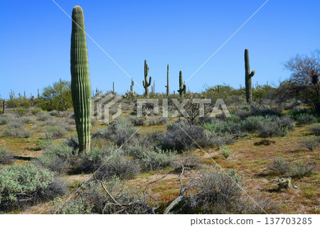 Central and Bleak Sonora Desert Arizona Central and Bleak Sonora Desert Arizona 137703285