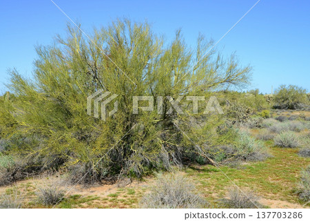 Palo Verde Tree, Sonora Desert, Mid Winter 137703286