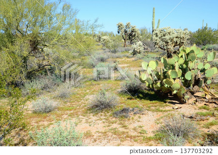 Central and Bleak Sonora Desert Arizona Central and Bleak Sonora Desert Arizona 137703292