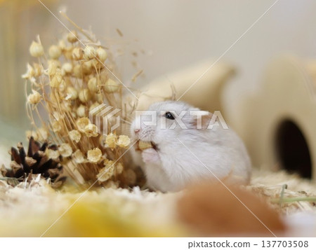 Hamster's diet Hamster's diet 137703508