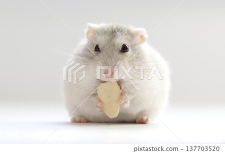 Hamster and Nuts Hamster and Nuts 137703520