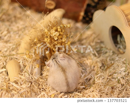 hamster back view hamster back view 137703521