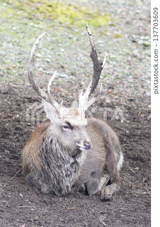 A deer with large antlers, viewed from an unusual angle from above. 137703609