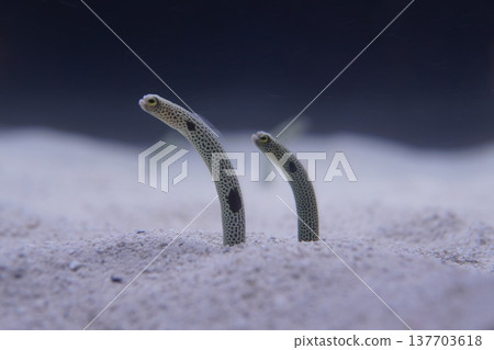 兩條花園鰻從沙子裡探出頭來。 137703618