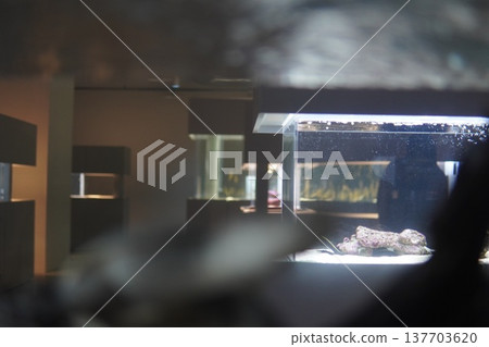 The fantastical space of the aquarium: Aquariums glowing in the darkness The fantastical space of the aquarium: Aquariums glowing in the darkness 137703620
