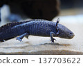 A close-up of the axolotl's mysterious blue body. 137703622
