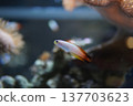 Firefish gracefully swim through the coral reef. 137703623