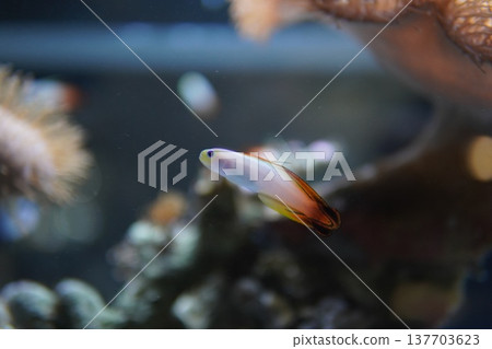 Firefish gracefully swim through the coral reef. Firefish gracefully swim through the coral reef. 137703623
