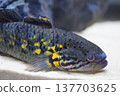 A close-up of a tropical fish with a vibrant yellow and black pattern. 137703625