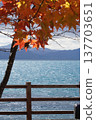 Lake Shikotsu: Autumn scenery of red maple leaves on the lake's surface. 137703651