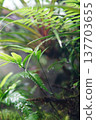 A close-up of a lush fern in a terrarium. 137703655