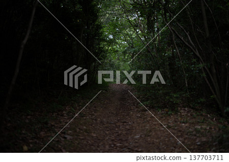 Aichi Prefecture, Nagoya City, Aioiyama Green Space: A dimly lit forest path/trail in the mountains. Aichi Prefecture, Nagoya City, Aioiyama Green Space: A dimly lit forest path/trail in the mountains. 137703711