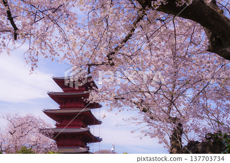 Cherry blossoms in full bloom and five stories Cherry blossoms in full bloom and five stories 137703734