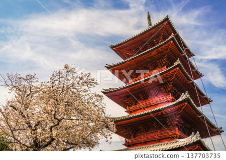 Cherry blossoms in full bloom and five stories Cherry blossoms in full bloom and five stories 137703735