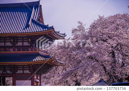 在池上本門寺盛開的櫻花 在池上本門寺盛開的櫻花 137703736