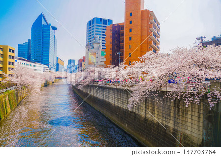 Cherry blossoms in full bloom on the Meguro River Cherry blossoms in full bloom on the Meguro River 137703764