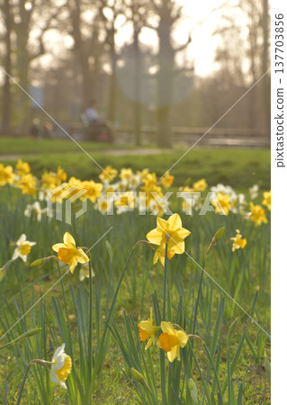 Daffodils shining in the backlight of the setting sun, Paris, February 26, 2026 137703856
