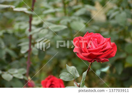 明亮的紅色秋天玫瑰 明亮的紅色秋天玫瑰 137703911