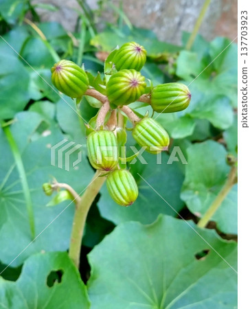 Tsuwabuki bud Tsuwabuki bud 137703923