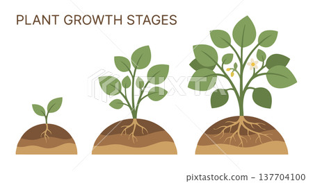 Green plants growing step by step in soil layers representing plant development nature growth process agriculture Green plants growing step by step in soil layers representing plant development nature growth process agriculture 137704100