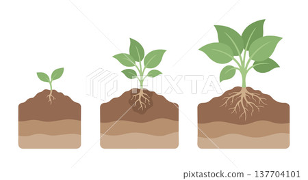 Illustration of plant life cycle with three growth stages small sprout medium plant and mature plant growing in soil Illustration of plant life cycle with three growth stages small sprout medium plant and mature plant growing in soil 137704101