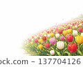 Tulips on a white background 137704126