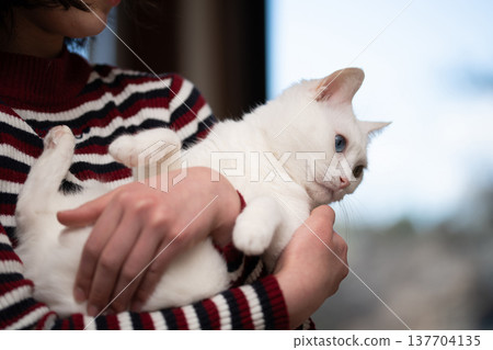 A white cat being held by its owner 137704135