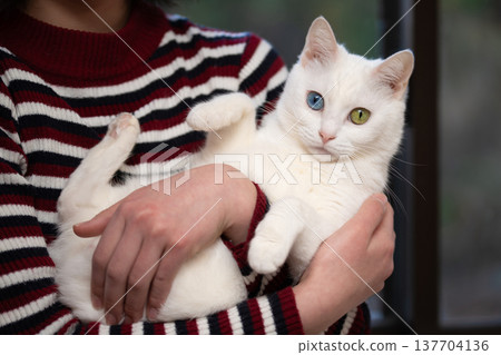 主人抱著一隻白貓 137704136
