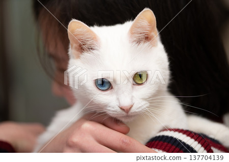 A white cat being held by its owner 137704139