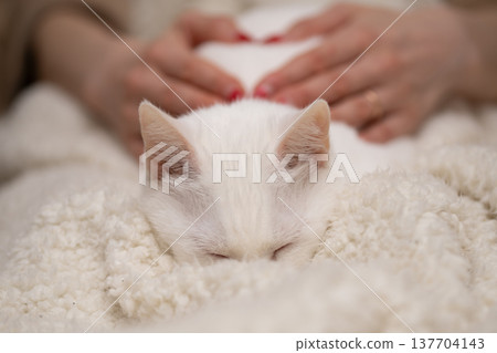 一隻貓在主人撫摸下睡著了。 137704143