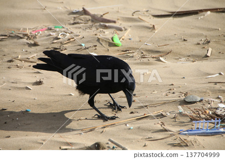 Crow walking on sandy beach Crow walking on sandy beach 137704999