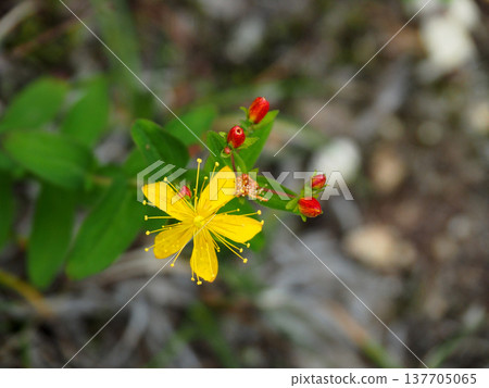【山景】山梨郡鳳王山的花卉：貫葉連翹（Hypericum perforatum） 137705065