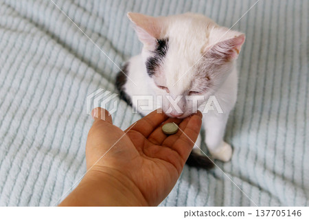 White cat getting a pill from female hand. Concept of taking medicines or vitamins for animals, veterinary medicine, pet care White cat getting a pill from female hand. Concept of taking medicines or vitamins for animals, veterinary medicine, pet care 137705146