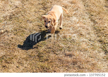 Cute labrador retriever puppy running on a meadow Cute labrador retriever puppy running on a meadow 137705152