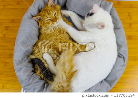 Two cats lying in their soft cozy cat bed 137705154