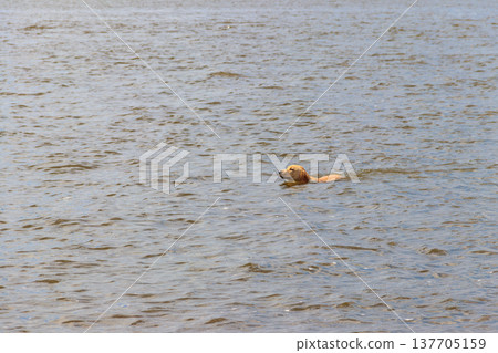 Cute labrador retriever puppy swimming in a river Cute labrador retriever puppy swimming in a river 137705159