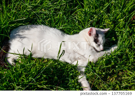 Cute cat in green grass on a meadow 137705169