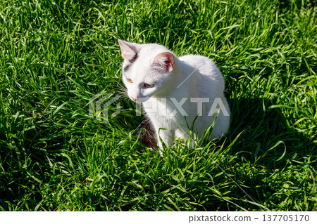 Cute cat in green grass on a meadow 137705170