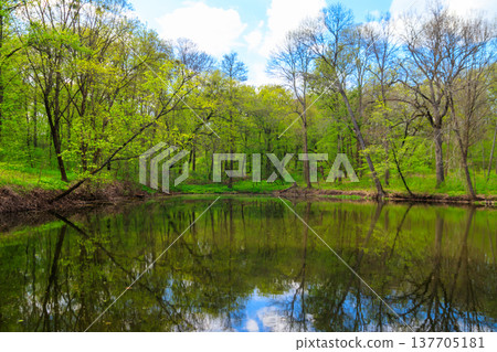 View of a beautiful lake in a green forest View of a beautiful lake in a green forest 137705181