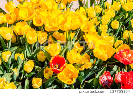 Large flowerbed of yellow tulips in the park at spring Large flowerbed of yellow tulips in the park at spring 137705194
