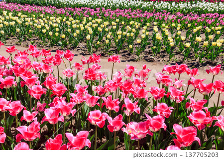 Beautiful multicolored tulips in a flower park at spring Beautiful multicolored tulips in a flower park at spring 137705203