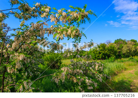 White acacia flowers closeup (Robinia pseudoacacia). Acacia tree bloom White acacia flowers closeup (Robinia pseudoacacia). Acacia tree bloom 137705216