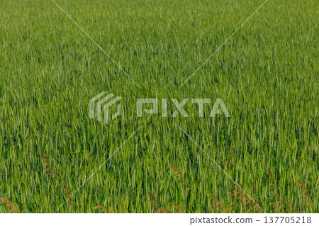 Field of the young green wheat closeup Field of the young green wheat closeup 137705218