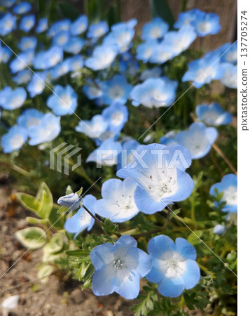 許多小藍花（藍粉蝶花）盛開 137705274