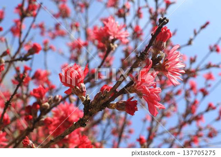 Red flowers blooming on tree branches Red flowers blooming on tree branches 137705275